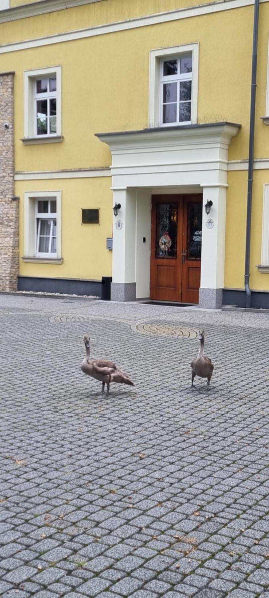 Palac Lucja Bb Zakrzów Dış mekan fotoğraf